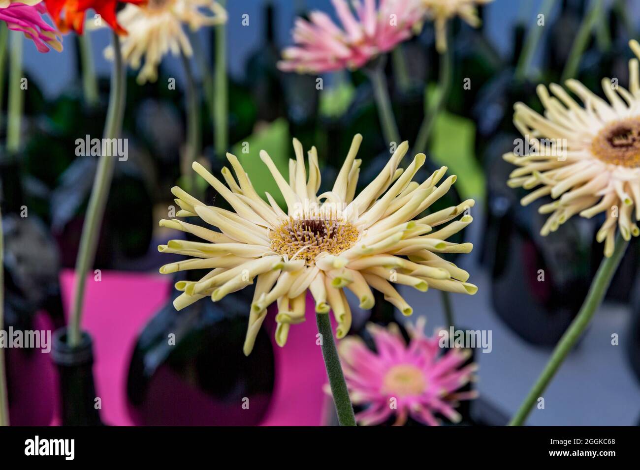 Gerbera, singolarmente in bottiglia, Flower Hall, Inspiration Nature, state Garden Show, Ingolstadt 2020, nuovo termine 2021, Ingolstadt, Baviera, Germania, Europa Foto Stock