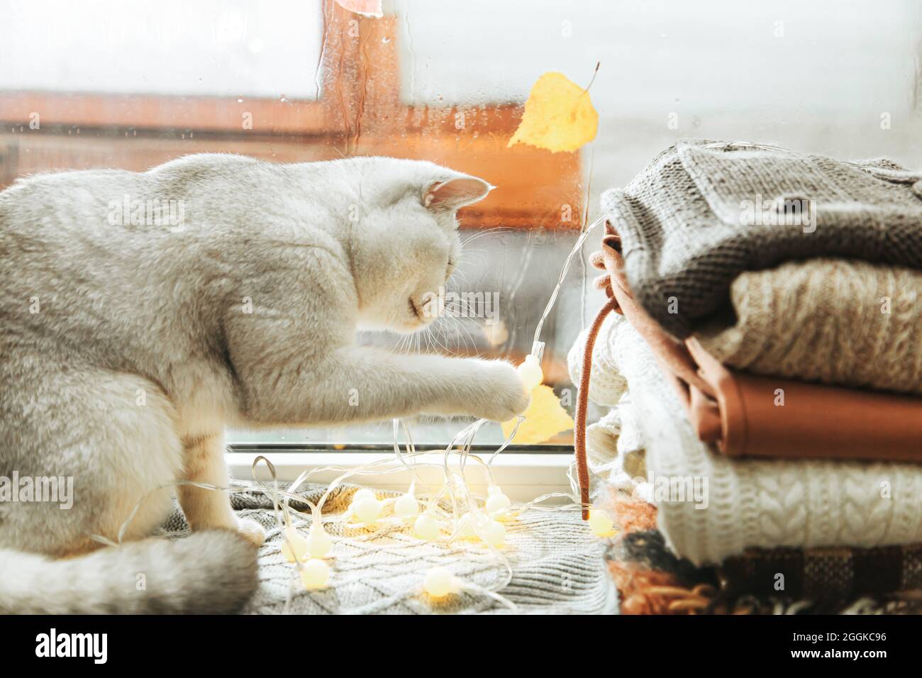Il gatto britannico bianco gioca con una ghirlanda sul davanzale. Autunno, pioggia fuori dalla finestra, le foglie cadono. Foto Stock