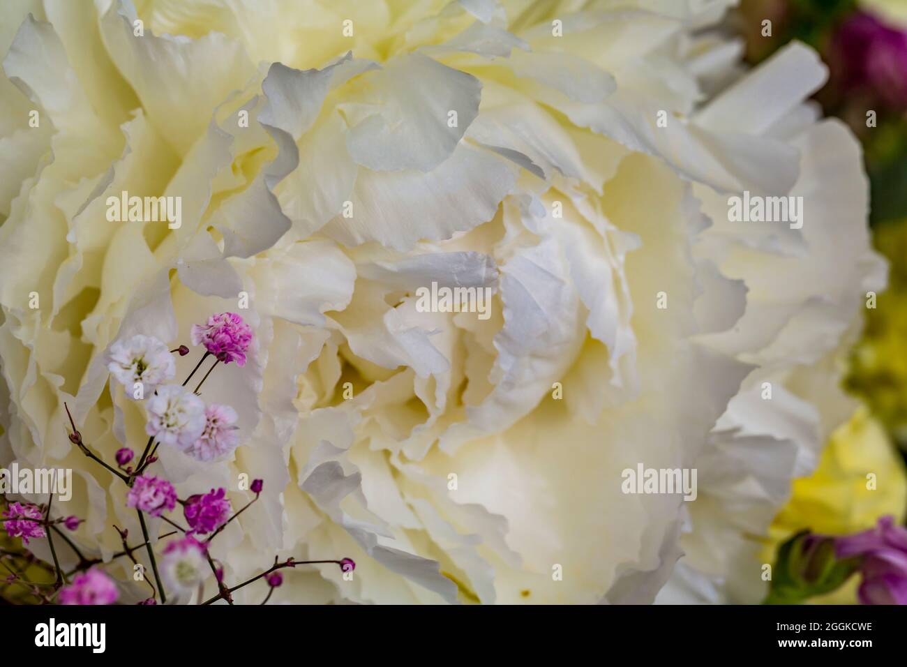 Peonia bianca, flower hall, ispirazione natura, spettacolo florovivaistico statale, Ingolstadt 2020, Nuovo termine 2021, Ingolstadt, Baviera, Germania, Europa Foto Stock