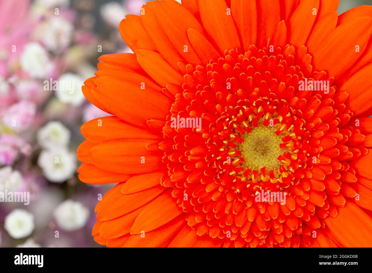 Orange Gerbera, Flower Hall, Inspiration Nature, state Garden Show, Ingolstadt 2020, Nuovo termine 2021, Ingolstadt, Baviera, Germania, Europa Foto Stock