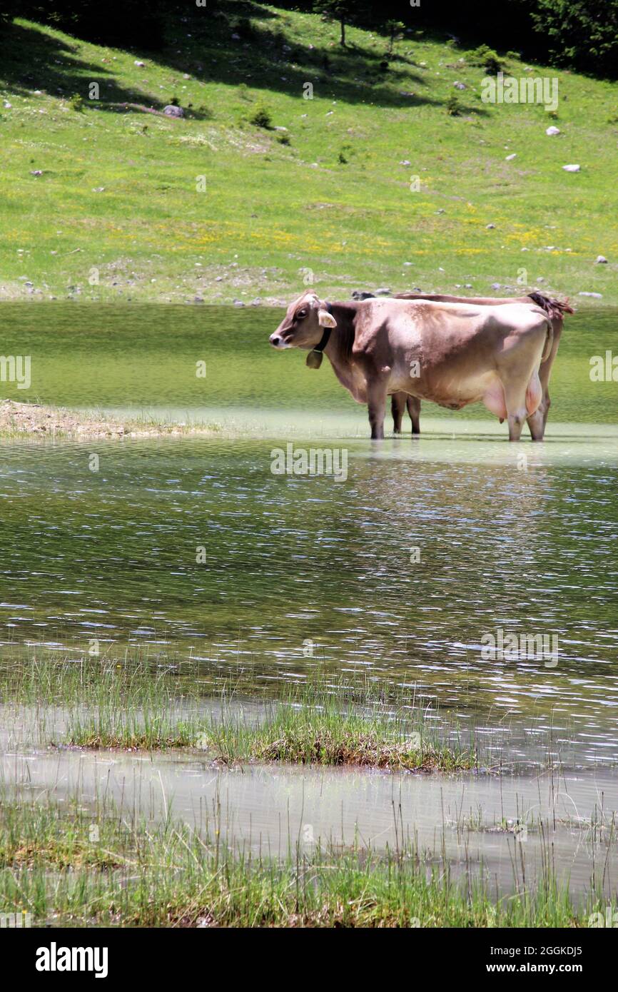 Due mucche con campane stanno per raffreddarsi nell'Igelsee nel Gaistal vicino Ehrwald. Austria, Tirolo, Leutasch, Leutaschtal, Gaistal, Catena montuosa, Alpi, Monti Wetterstein Foto Stock