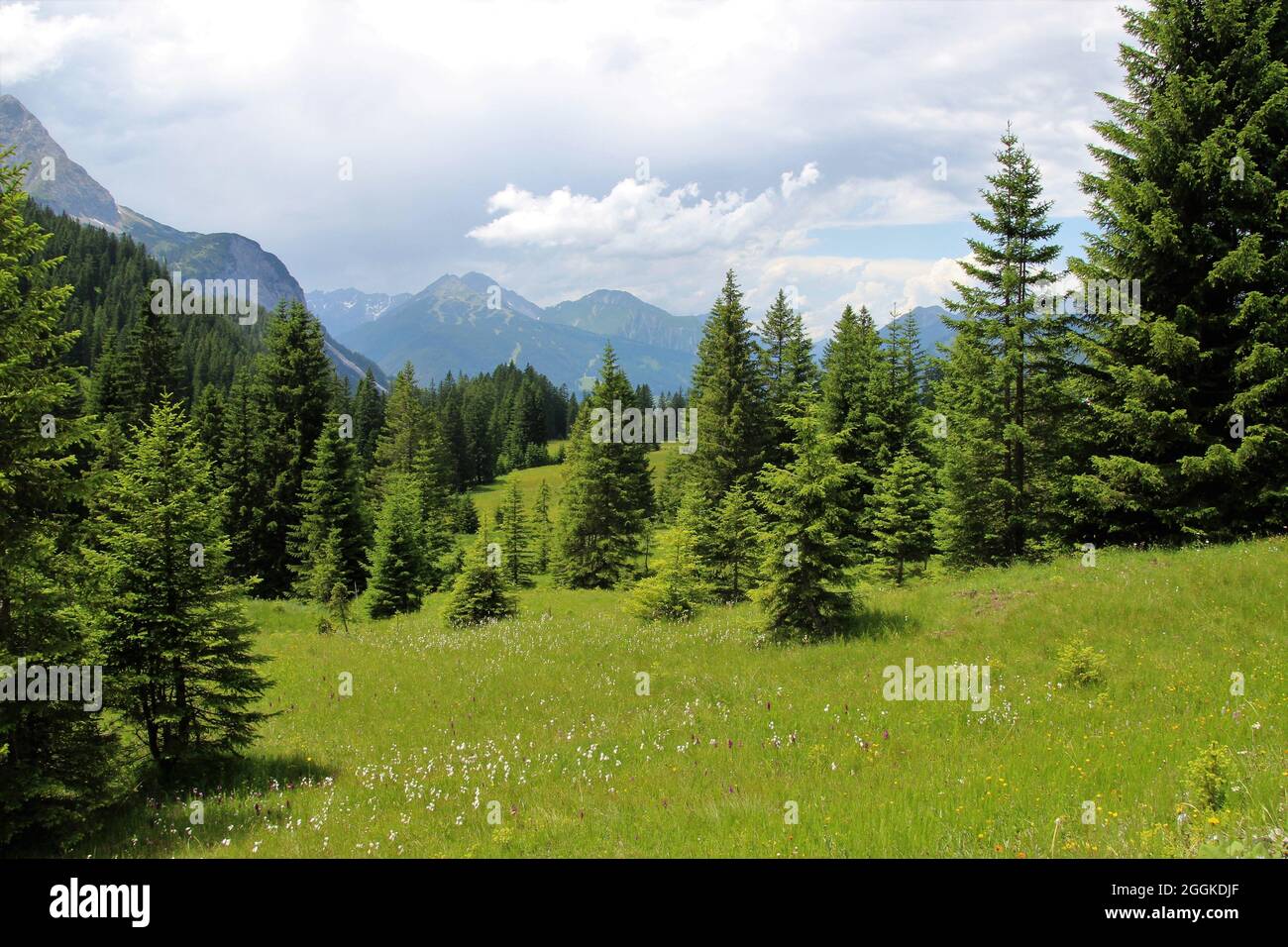 Vista, Ehrwalder Alm, Ehrwalder Bergbahn, Austria, Tirolo, Ehrwald Foto Stock