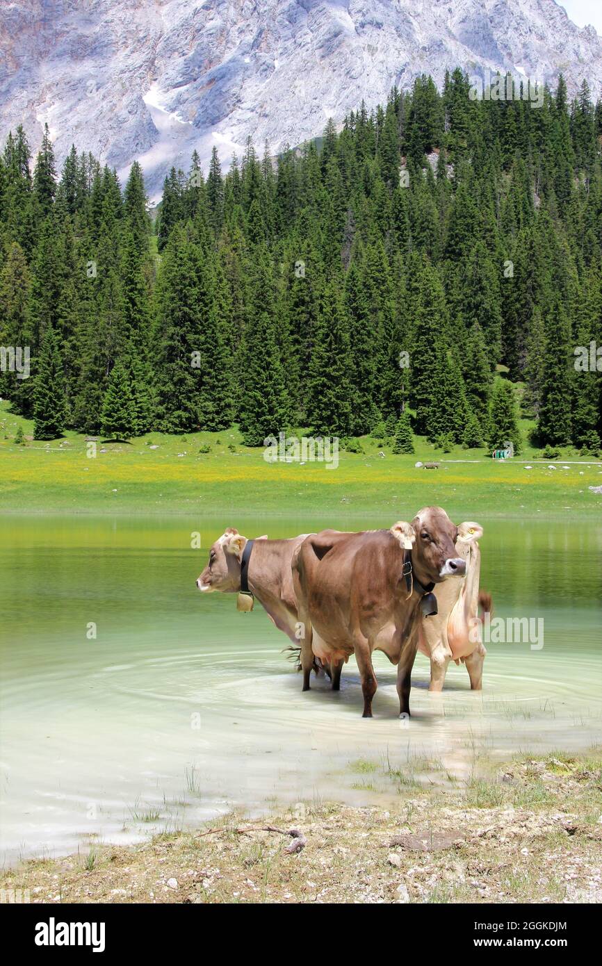 Due mucche con campane stanno per raffreddarsi nell'Igelsee nel Gaistal vicino Ehrwald. Austria, Tirolo, Leutasch, Leutaschtal, Gaistal, Montagne, Alpi, Monti Wetterstein sullo sfondo le Zugspitze (2962 m) Foto Stock