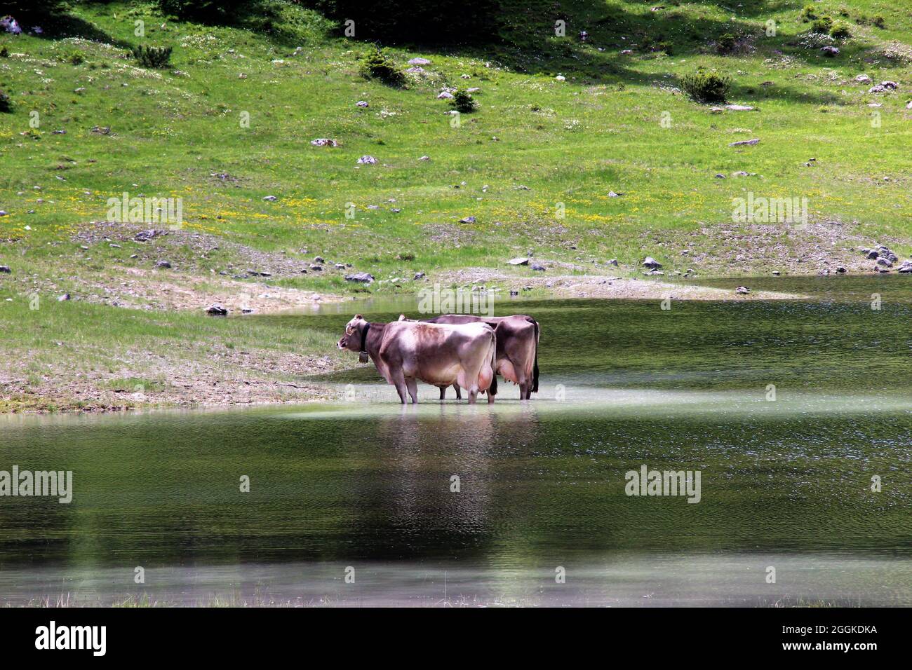 Due mucche con campane stanno per raffreddarsi nell'Igelsee nel Gaistal vicino Ehrwald. Austria, Tirolo, Leutasch, Leutaschtal, Gaistal, Catena montuosa, Alpi, Monti Wetterstein Foto Stock