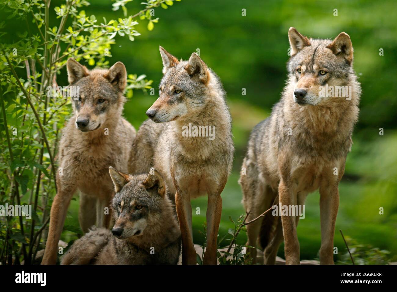 Lupi europei (Canis lupus) in piedi su rocce, Germania Foto Stock