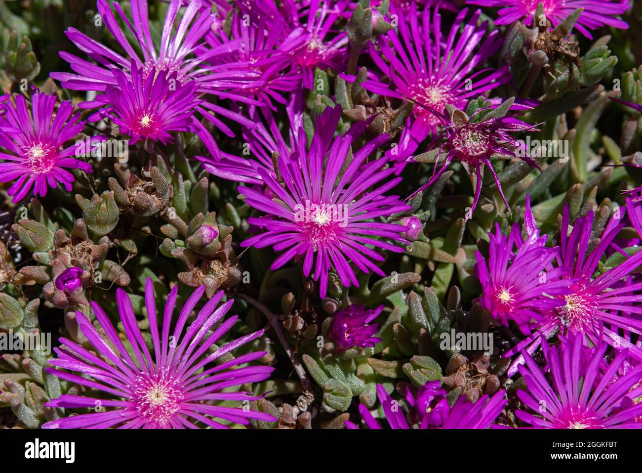 Mesembriantemo è una pianta succulenta amata per la sua splendida e ricca fioritura, è facile crescere sia in pentole che nei nostri giardini, in roccia e in costa Foto Stock