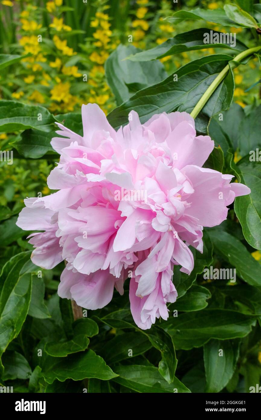 Peony (ibrido di Paeonia lactiflora), fiore doppio Foto Stock