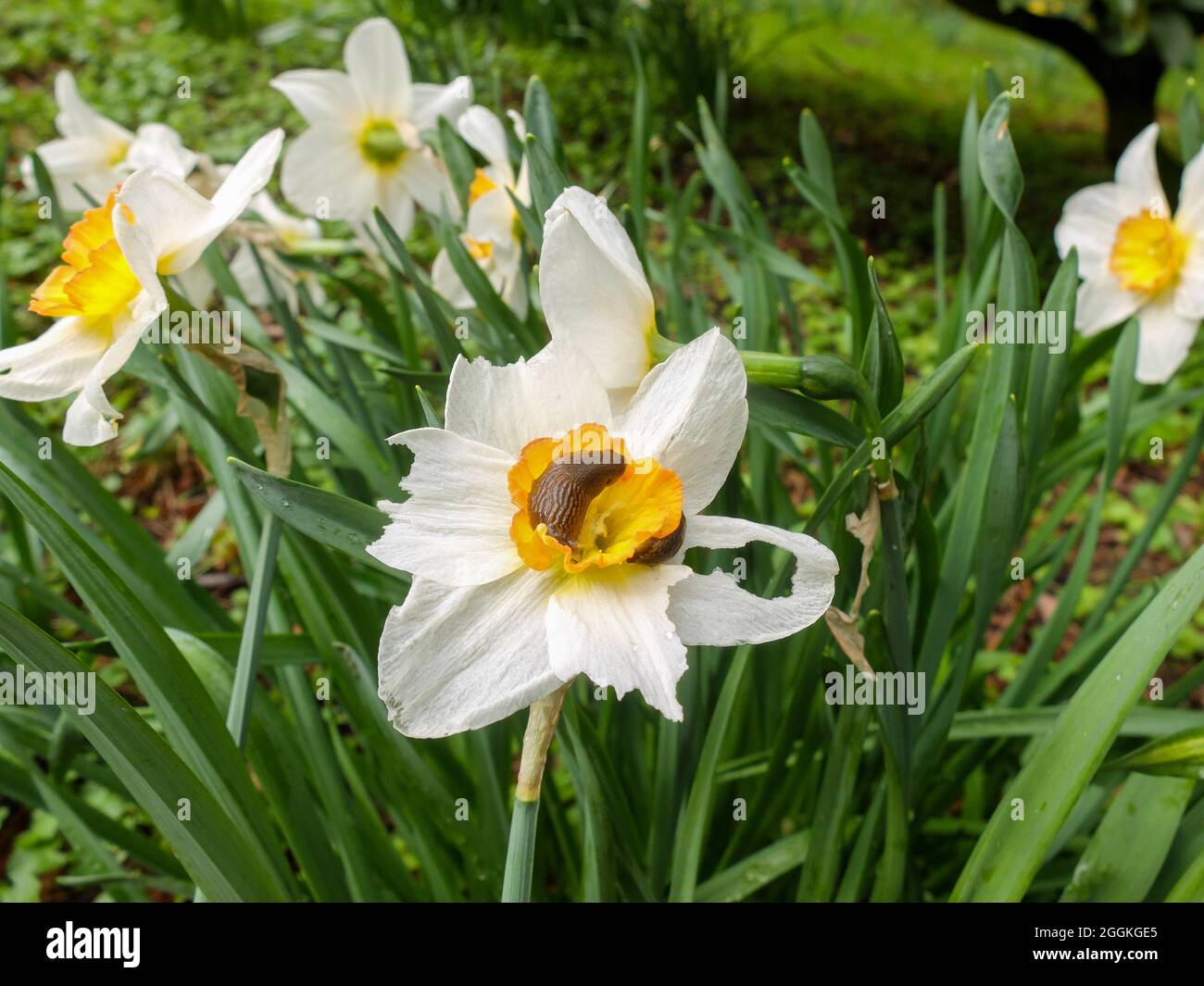 Slug spagnolo (Arion vulgaris) sul fiore di narcissus (Narcissus 'maglia Lace') Foto Stock