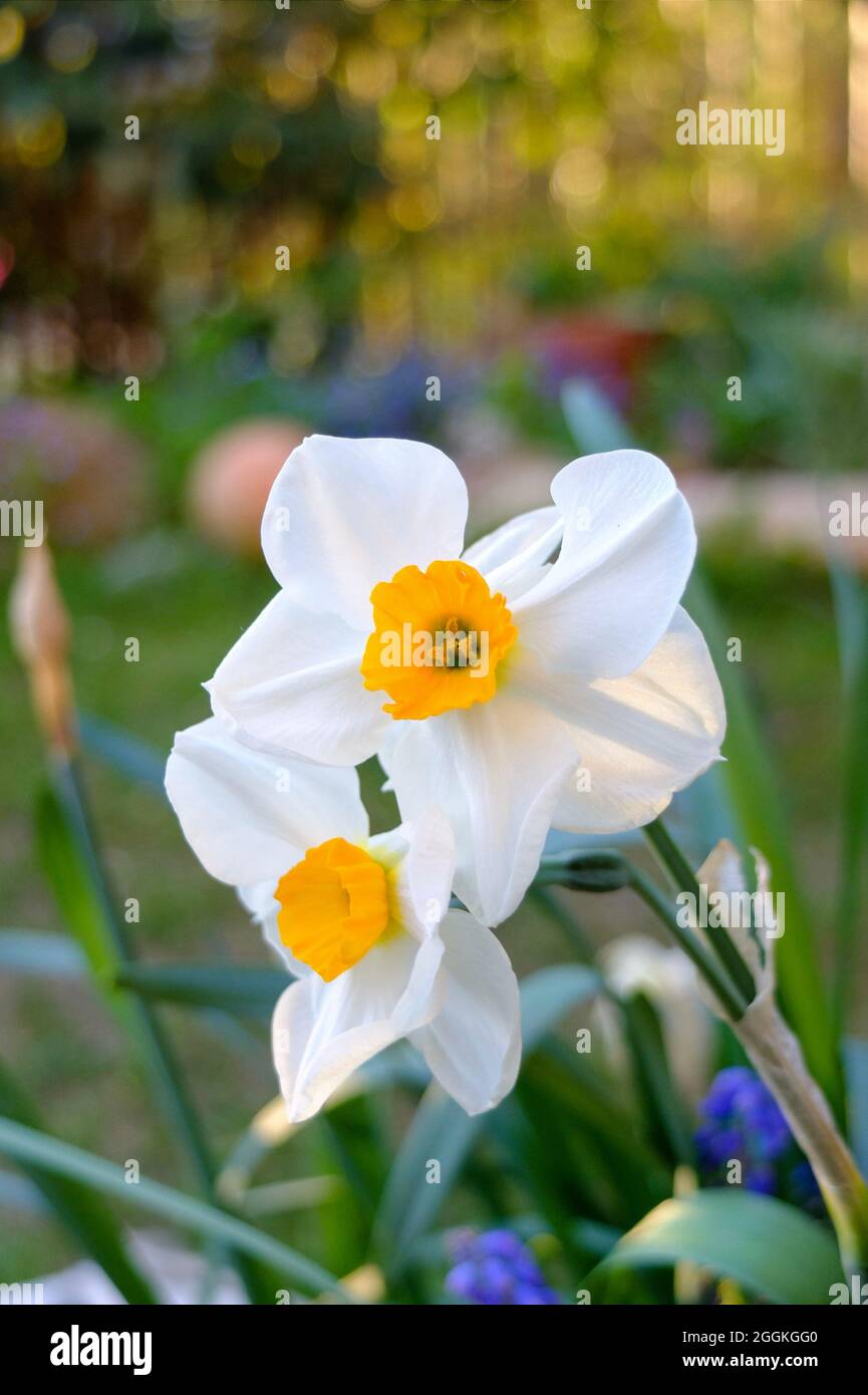 Naffodil a corona grande, Narciso 'accento' Foto Stock