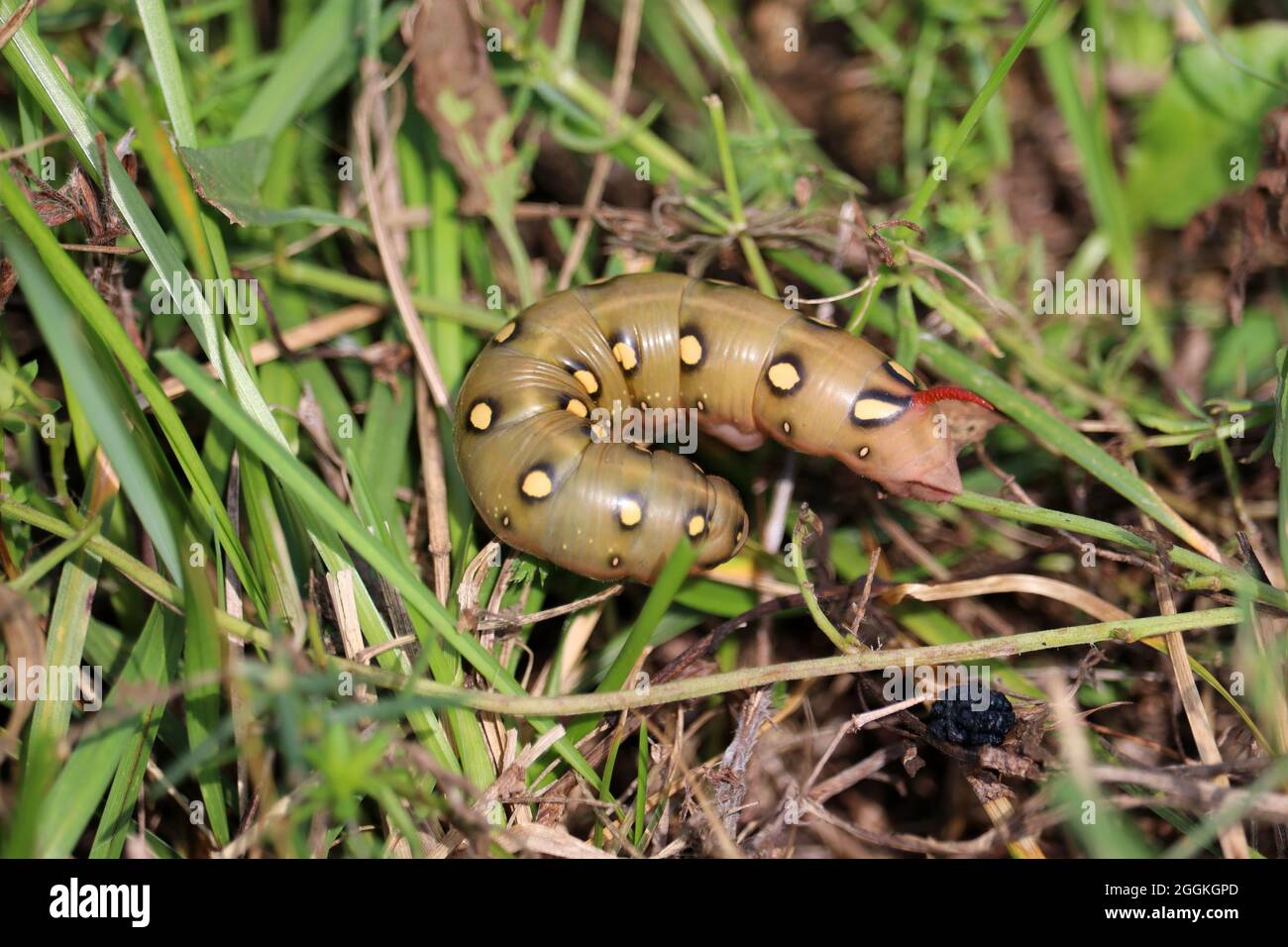 Larva di Hyles gallii o Sphinx gallii. A volte è chiamata larva di falco-falco-falce di paglia. Foto Stock