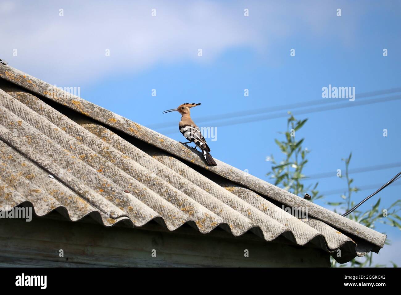 L'hoopoe siede sul tetto di una vecchia casa. L'hoopoe è un uccello con piumaggio luminoso e un lungo becco curvo. Foto Stock