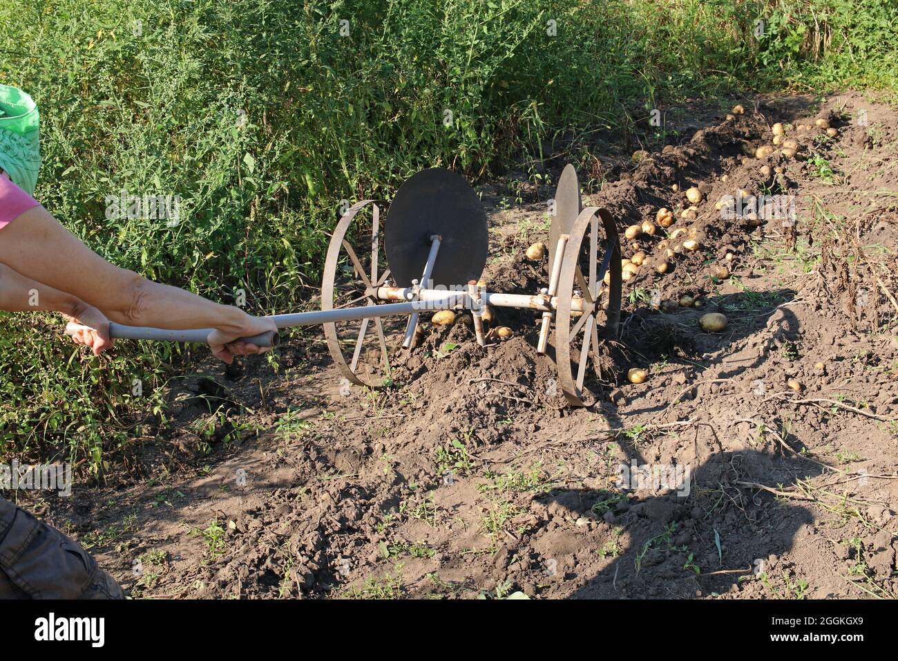 Una donna agricoltore raccoglie le patate utilizzando un aratro a mano. Aratro manuale per piantare e raccogliere patate. Foto Stock
