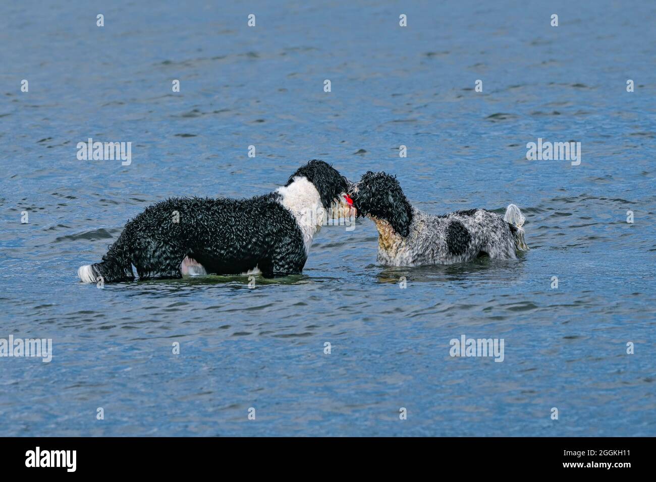 Stalemate come due cani tenere sulla stessa palla rossa. Foto Stock