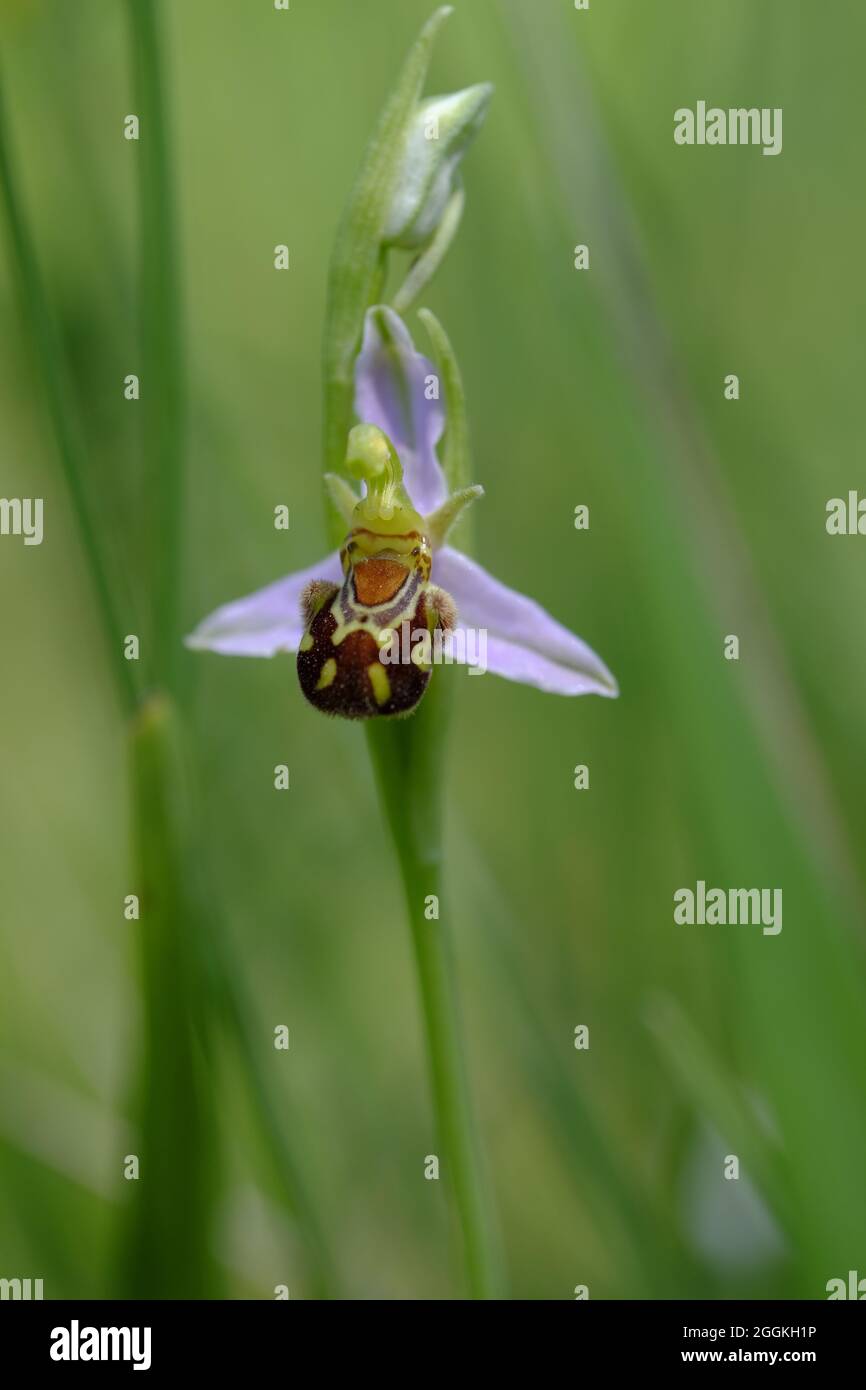 Ragwort di api, aglio di api, apifera di Ophrys Foto Stock
