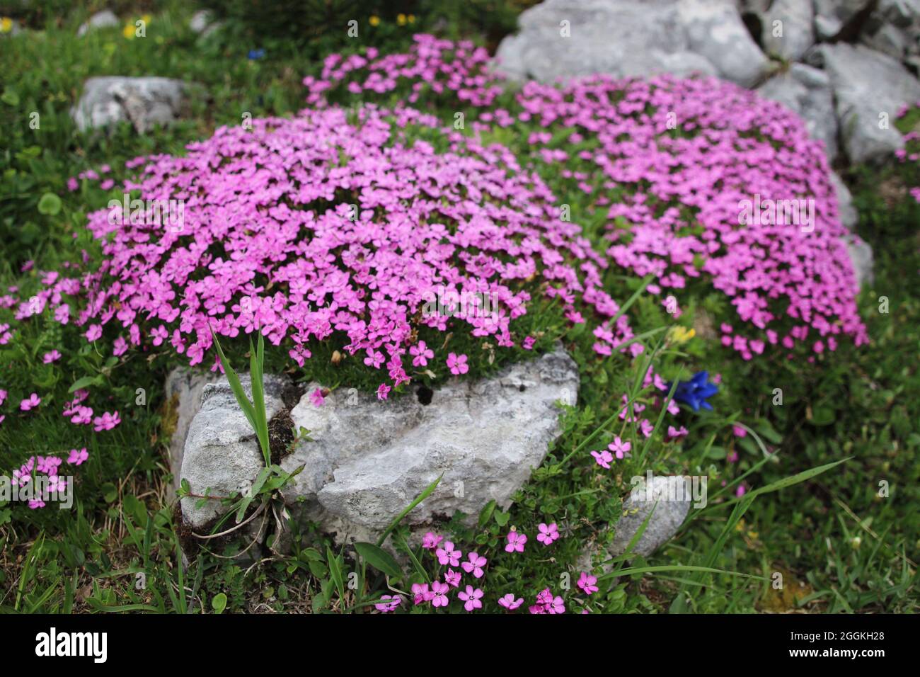 Impressionante prato di fiori alpini con chiodi di garofano o mosca senza stelo (Silene acaulis), Monti Karwendel, Tirolo, Austria Foto Stock