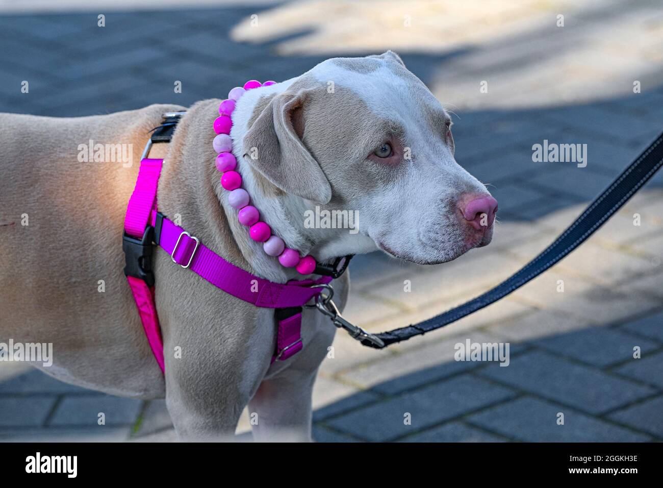 cane con bordino rosa Foto Stock
