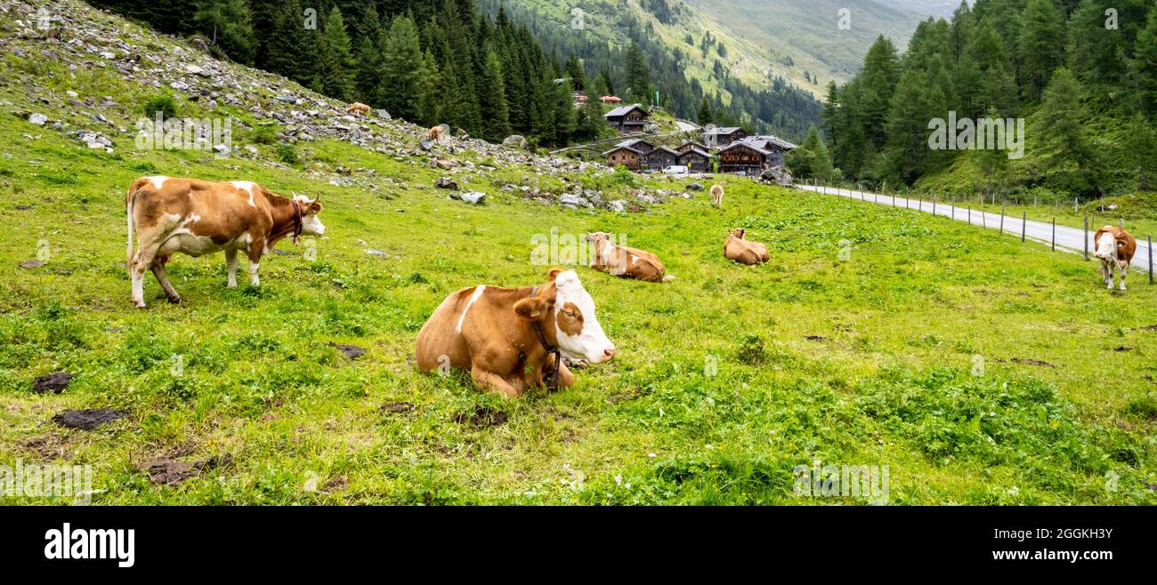 Mucche su pascolo e vecchie case rurali in legno nel villaggio di Aussergschlos, Valle di Gschlosstal nel Parco Nazionale Hohe Tauern, Tirolo Orientale, Alpi austriache Foto Stock Mucche su pascolo e vecchie case rurali in legno nel villaggio di Aussergschlos, Valle di Gschlosstal nel Parco Nazionale Hohe Tauern, Tirolo Orientale, Alpi austriache Foto Stock