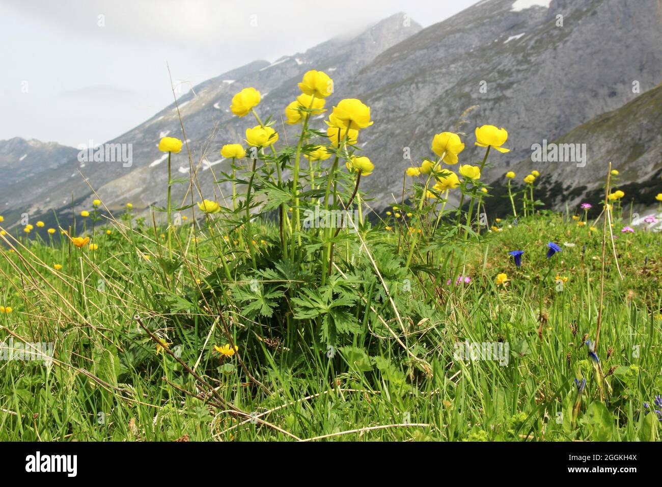Globo fiore (Trollius europaeus) nei Monti del Karwendel tirolese, Tirolo, Austria, Karwendel, catena montuosa sullo sfondo Foto Stock
