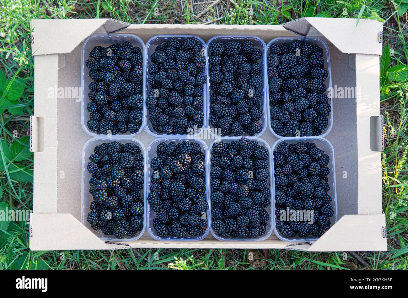 Contenitori in plastica con more in una scatola di cartone autoassemblata pronta per il trasporto dal campo, vista dall'alto all'aperto. Foto Stock