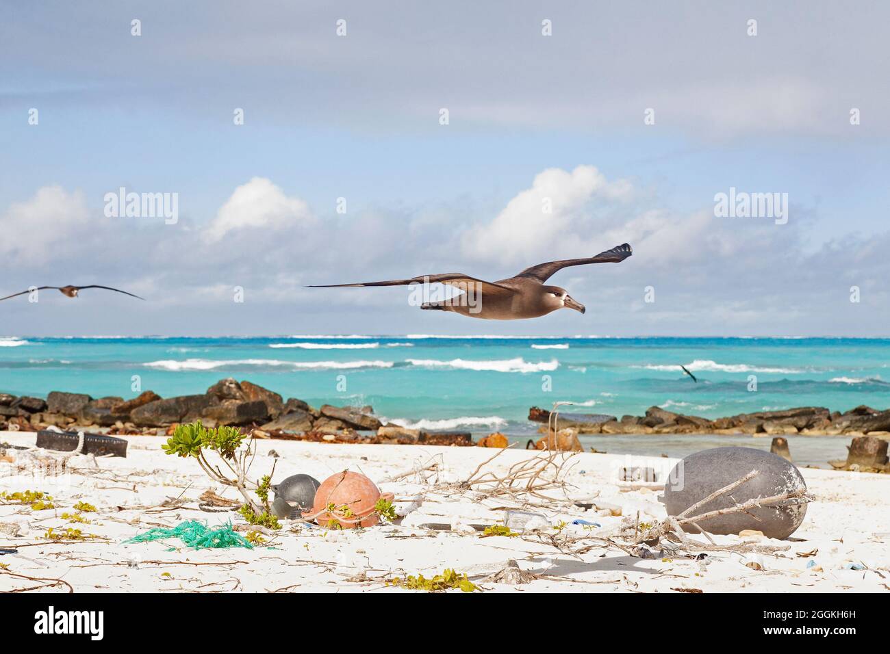 Albatross dai piedi neri che sorvola detriti marini di plastica che si sono lavati a terra su una spiaggia nell'Oceano Pacifico settentrionale. (Nigripes) Foto Stock