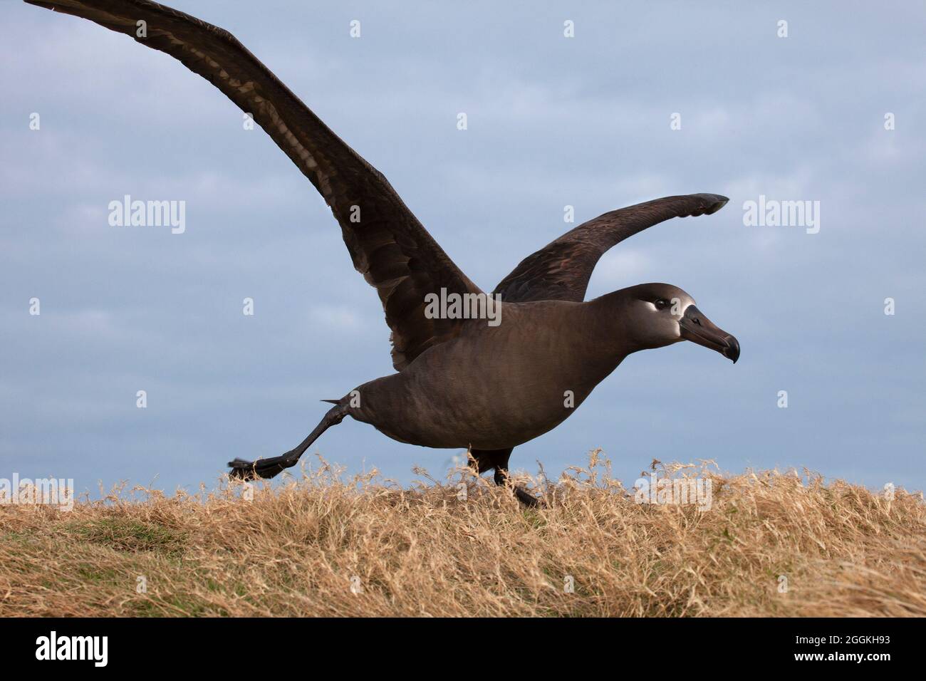 Albatross con le zampe nere che corre lungo la riva in preparazione al decollo. Nigripes di Phoebastria Foto Stock