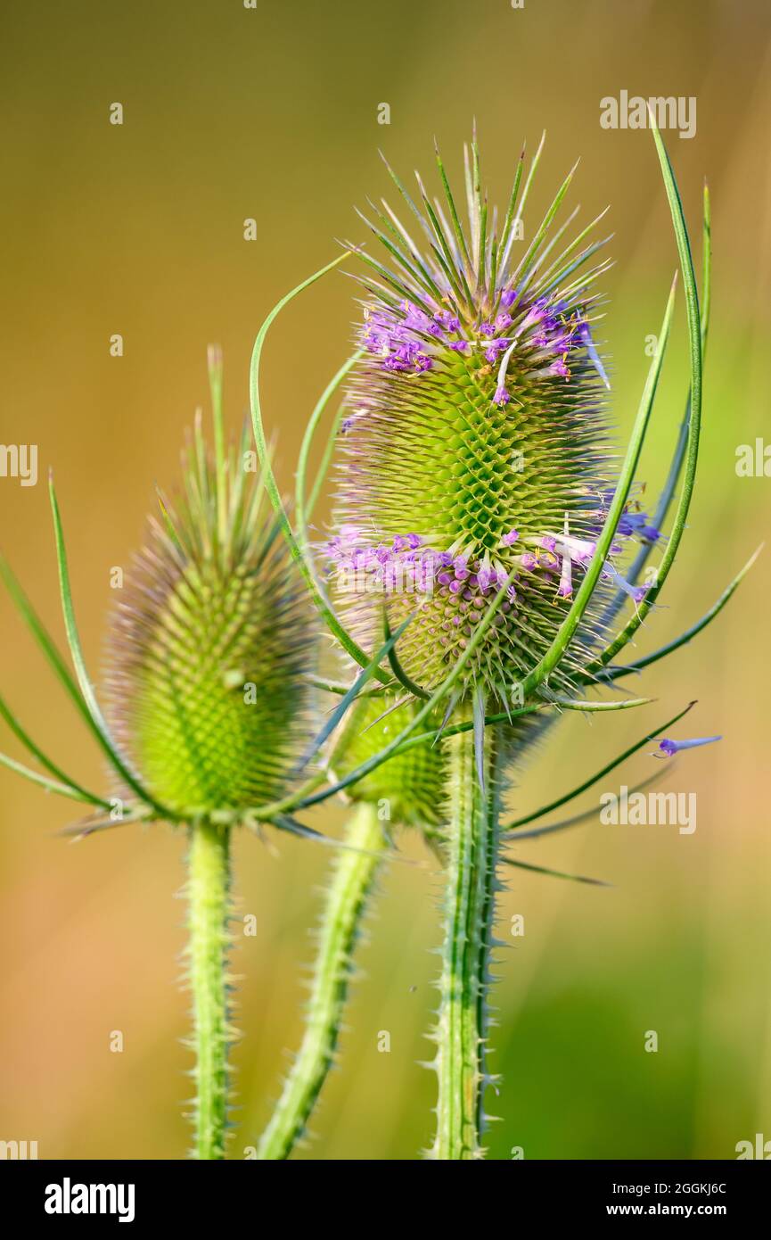 Teste di fiore di un cavalletto selvatico (Dipsacus Fullonum). Oregon, Stati Uniti. Foto Stock