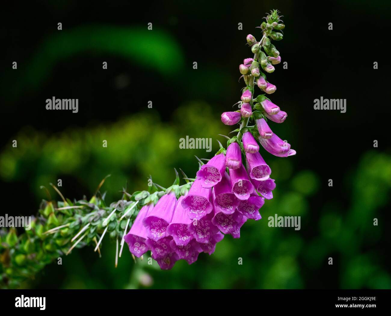 Primo piano dei fiori viola del guanto della signora (Digitalis purpurea). Oregon, Stati Uniti. Foto Stock