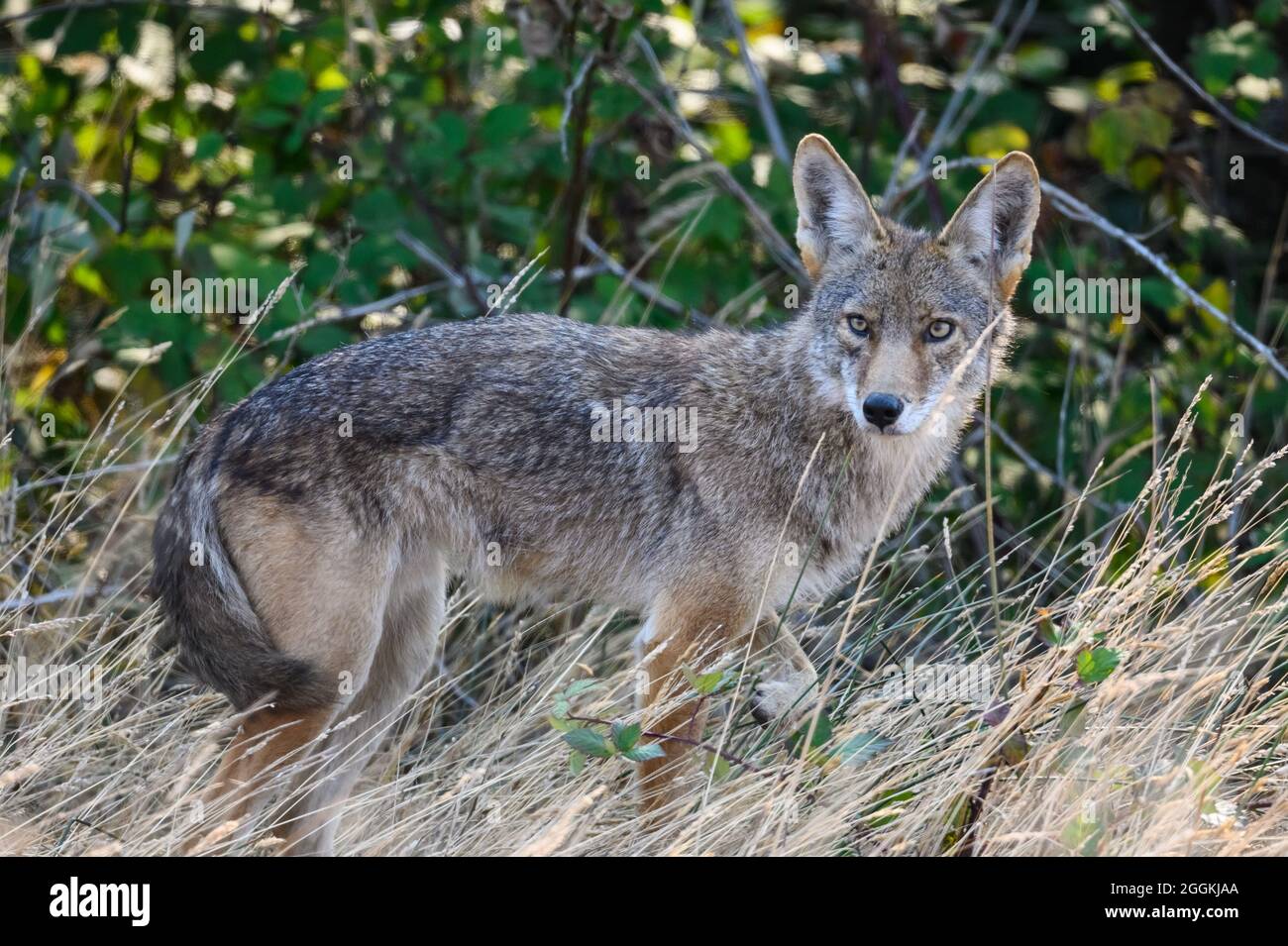 Un Coyote selvatico (Canis latrans) che foraggia nei boschi. Oregon, Stati Uniti. Foto Stock
