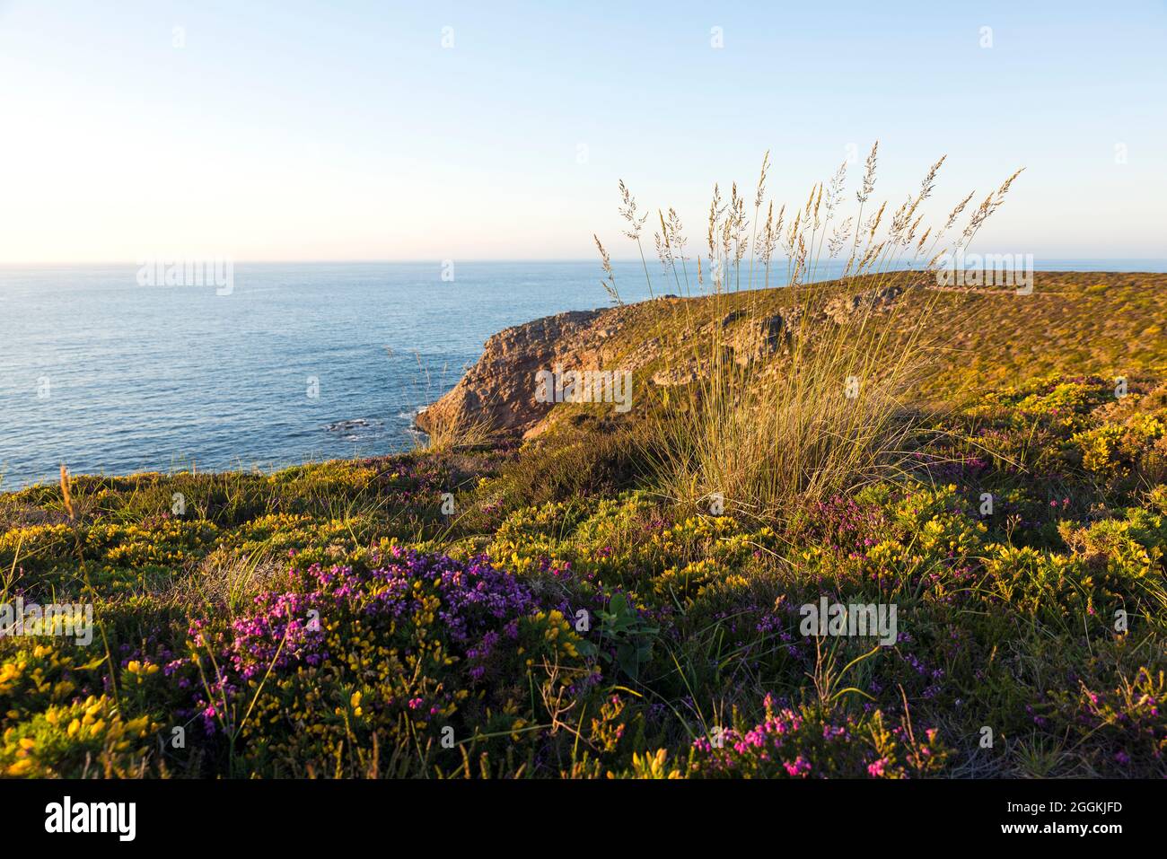 Costa ripida vicino a Erquy nella luce della sera, erbe, erica e gorse crescono sulle rocce, Francia, Bretagna, Côtes d´Armor, Côte de Penthièvre Foto Stock