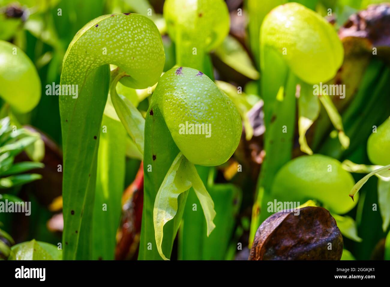 Primo piano della pianta carnivora Darlingtonia californica, Darlingtonia state Natural Site. Firenze, Oregon, Stati Uniti. Foto Stock