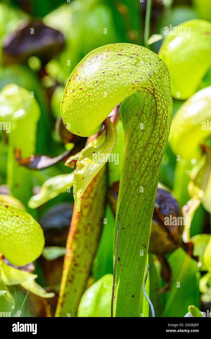 Primo piano della pianta carnivora Darlingtonia californica, Darlingtonia state Natural Site. Firenze, Oregon, Stati Uniti. Foto Stock