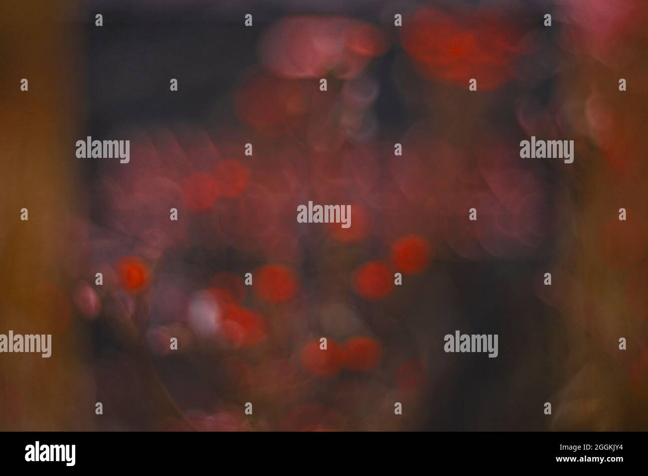 Lapide con iscrizione e fiori. Foto Stock