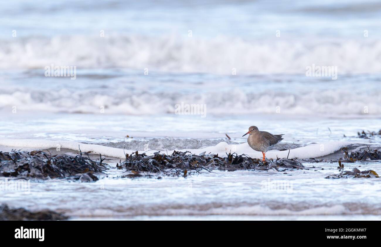 Redshank uccello di guado alla spiaggia Foto Stock