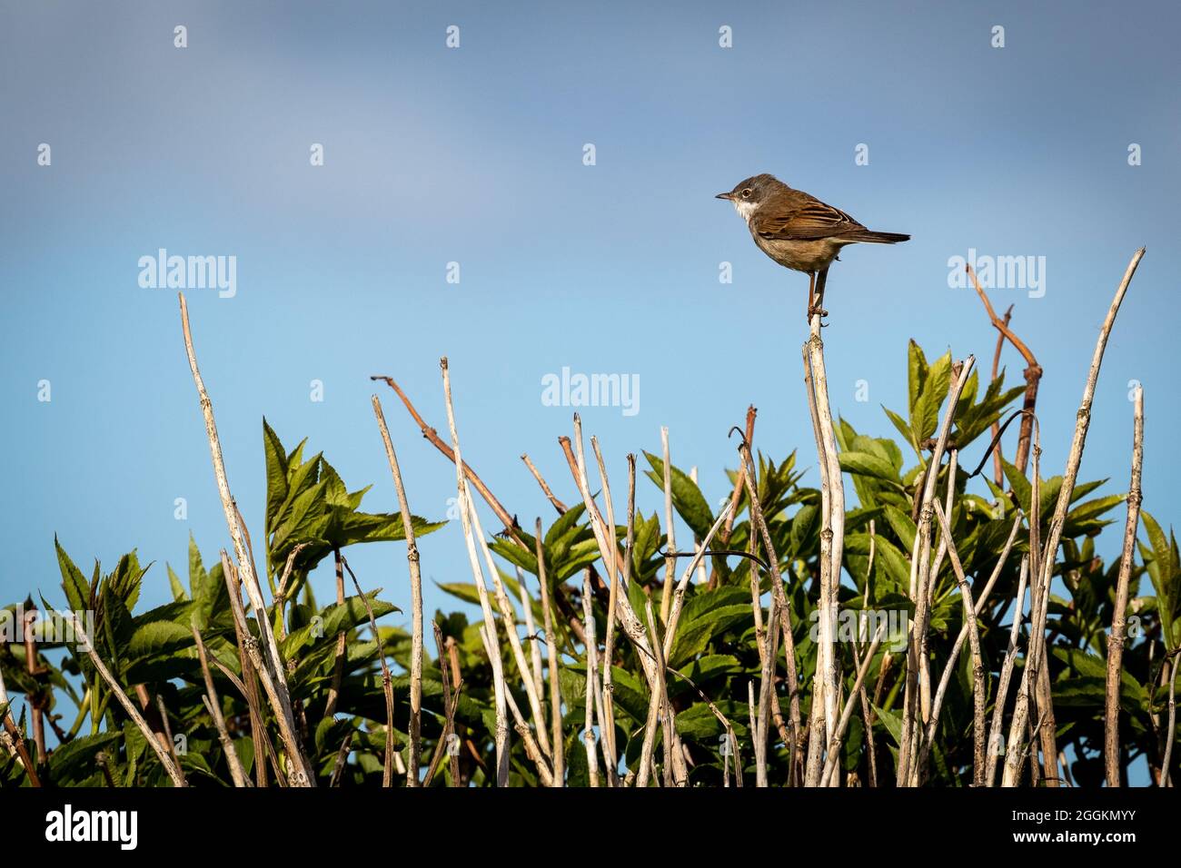 Comune uccello whitetgola arroccato su un ramoscello sopra un cespuglio e cielo blu dietro. Foto Stock