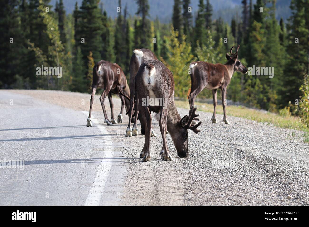 Un gregge di caribou che lecca il sale da una strada Foto Stock