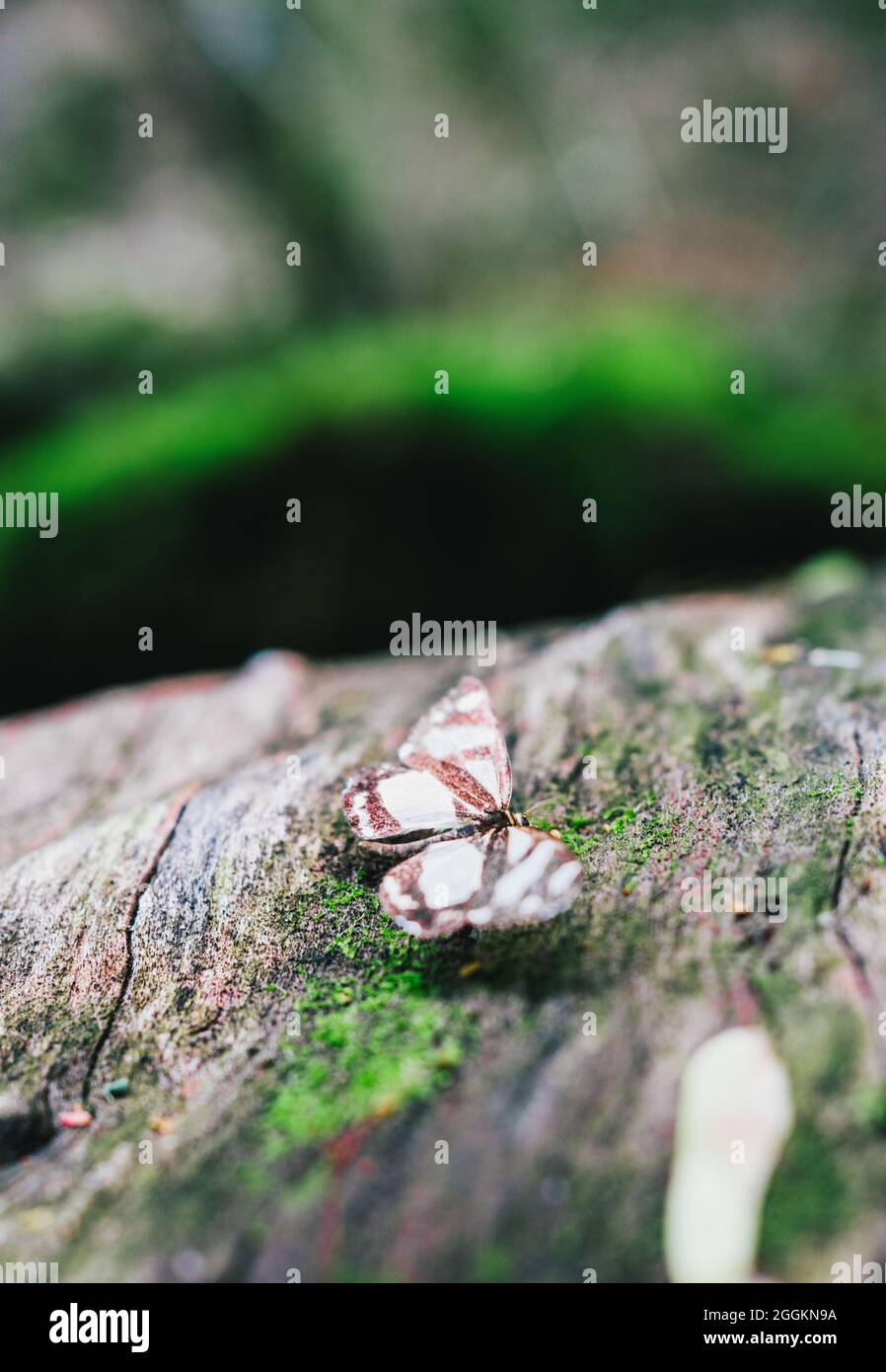 Farfalla su una corteccia di un albero di muschio Foto Stock