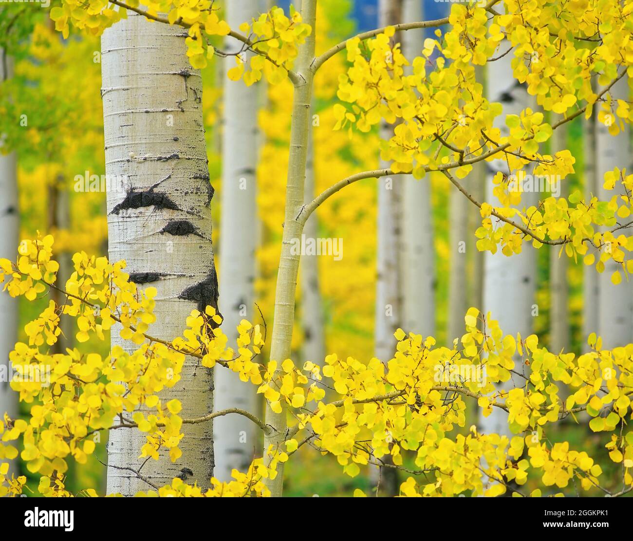 Vista ravvicinata degli alberi di aspen colorati in autunno. Montagne di San Juan. Uncompahgre National Forest, Colorado Foto Stock