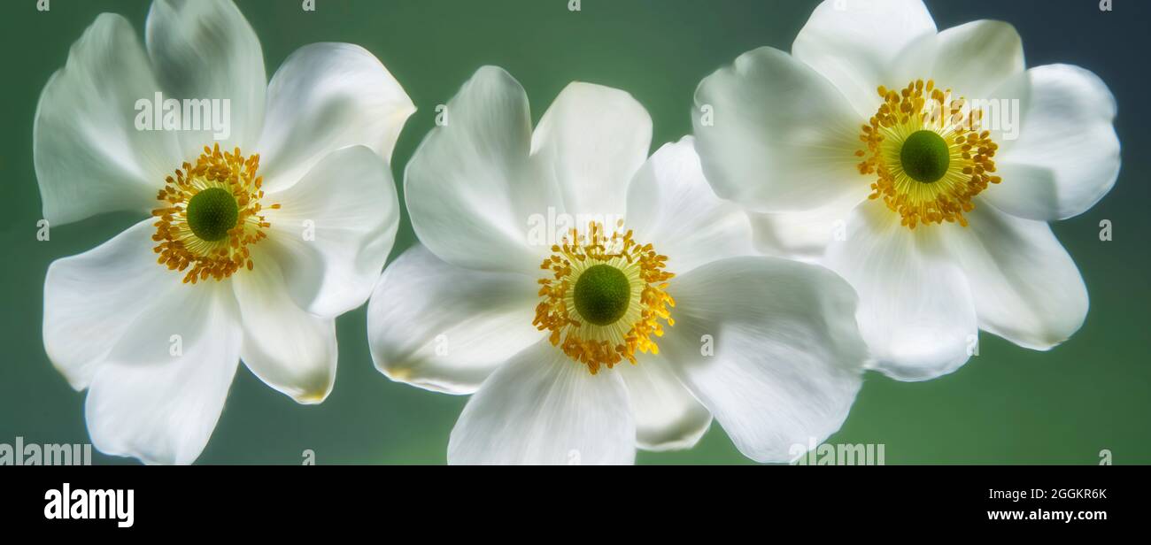 Primo piano di fiori bianchi anemoni Foto Stock