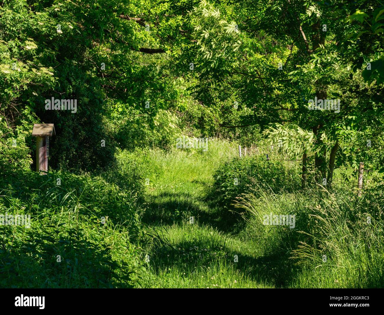 Valle del fiume, morena terminale, morena, età del ghiaccio, età fredda, Pfaffenwinkel Foto Stock