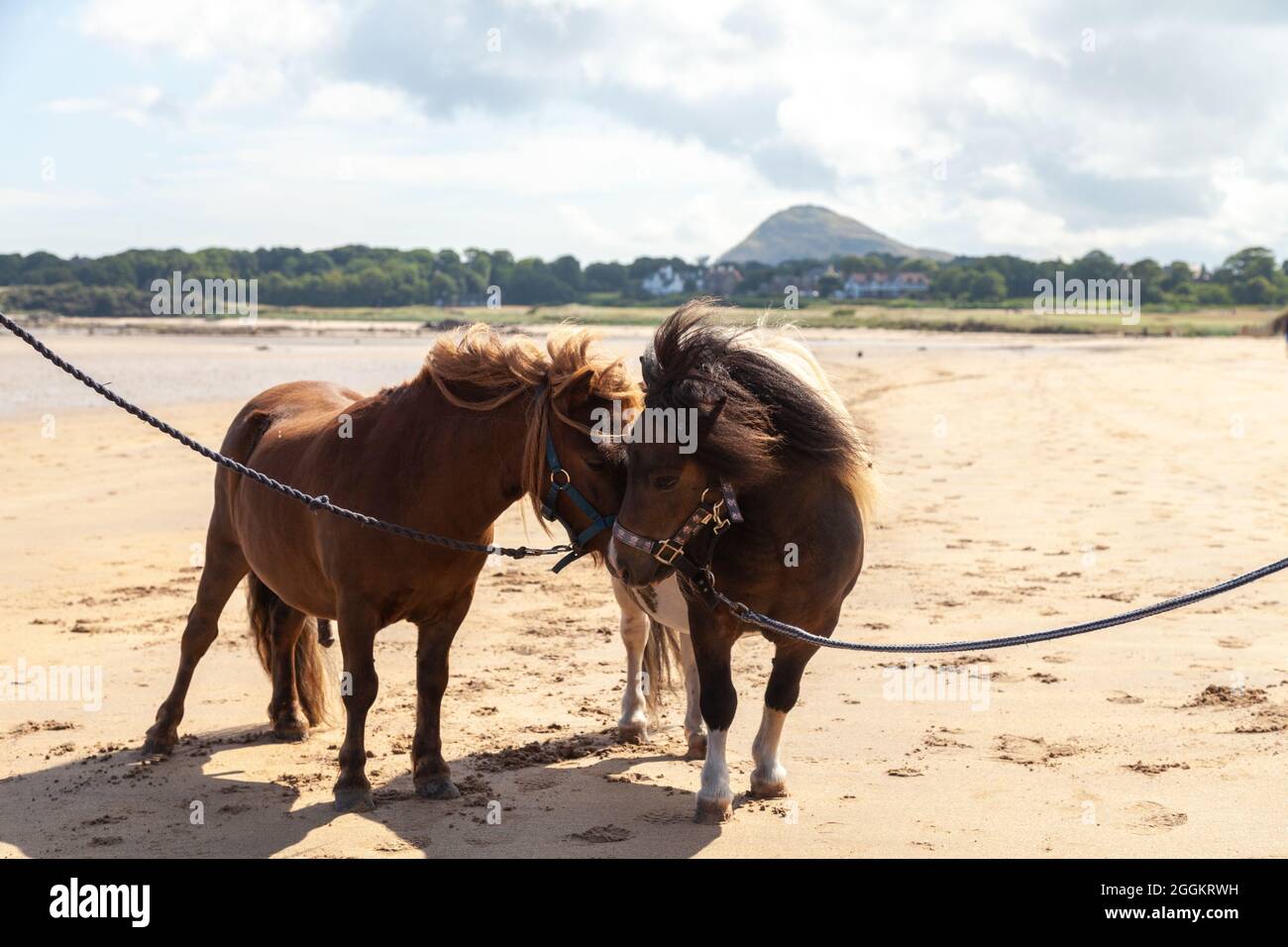 Due pony shetland in piedi sulla spiaggia di North Berwick Foto Stock