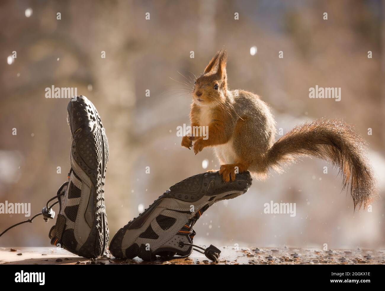 Scoiattolo rosso sulle scarpe sportive sotto la pioggia Foto Stock