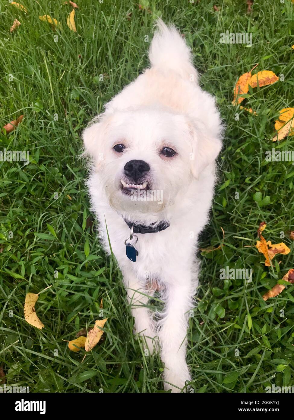 Piccolo cane bianco misto razza - USA Foto Stock