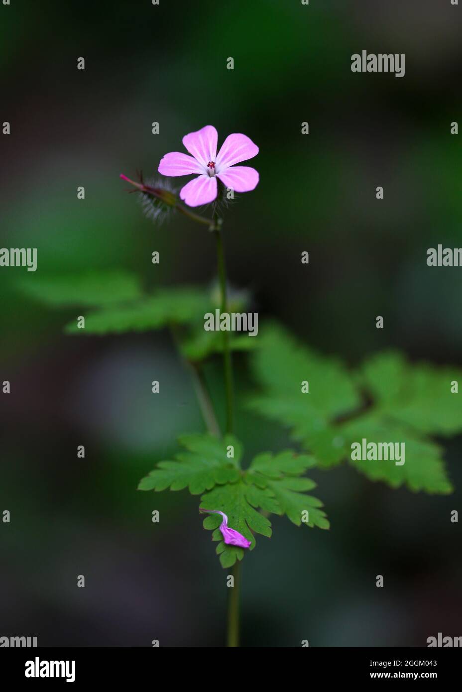 Macro colpo di un singolo geranio selvatico che raggiunge il cielo con un germoglio che si forma dietro e un petalo solitario caduto su fogliame sotto Foto Stock