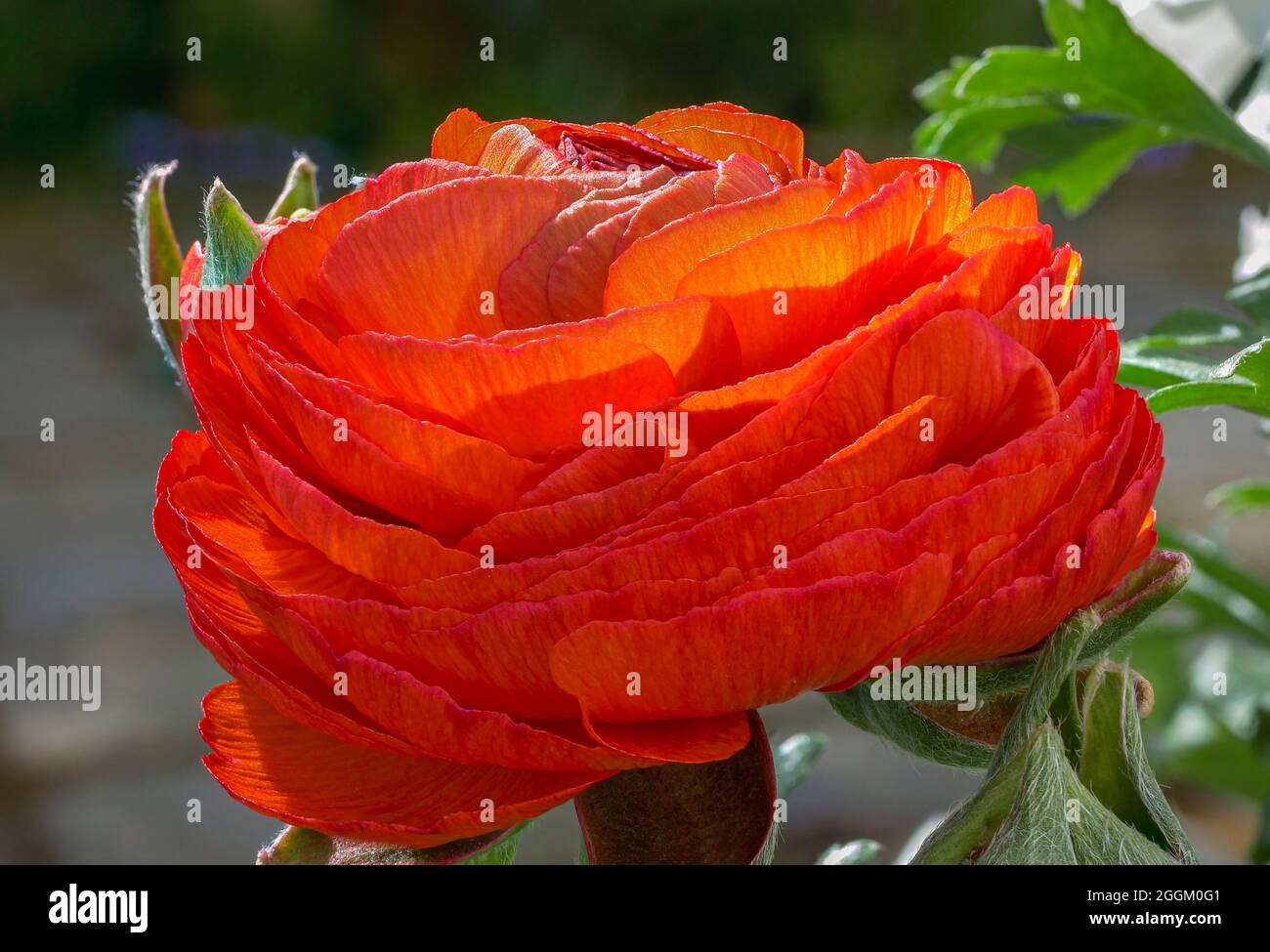 Tazzina asiatica, ranunculus (Ranunculus asiaticus), fiore, Baviera, Germania, Europa Foto Stock