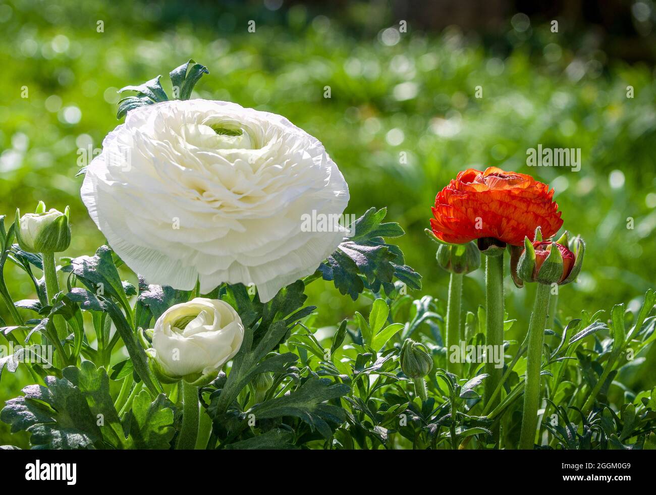 Tazzina asiatica, ranunculus (Ranunculus asiaticus), fiori e boccioli, Baviera, Germania, Europa Foto Stock