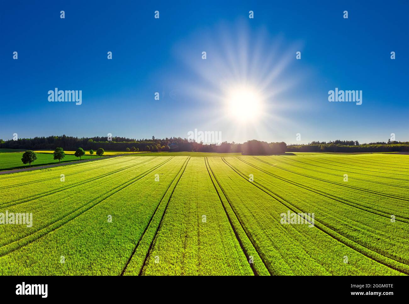 Campo di grano all'inizio dell'estate vicino a Hofstetten, Baviera, Germania, Europa Foto Stock