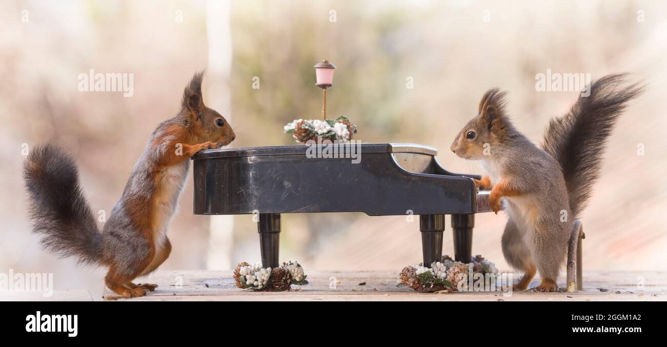 Gli scoiattoli rossi con un pianoforte Foto Stock