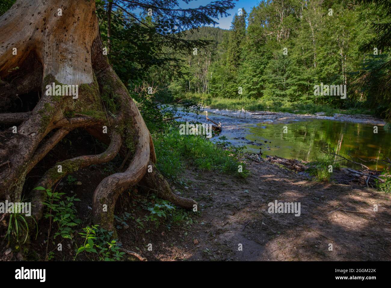 Wutach Gorge, Foresta Nera, natura, fiume, foresta, conservazione della natura Foto Stock