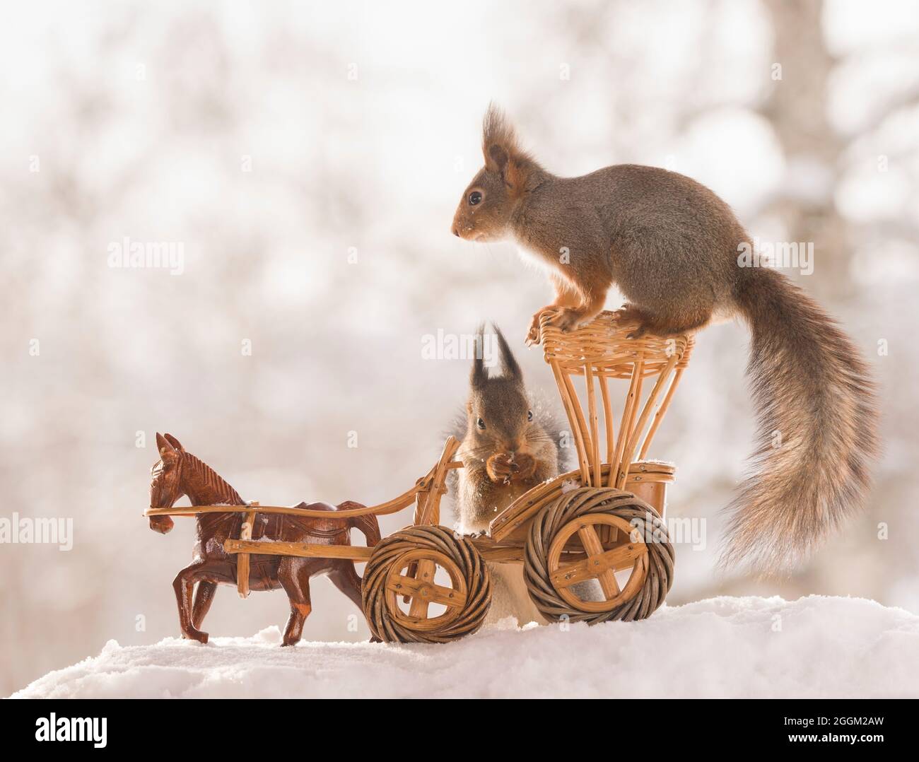 Gli scoiattoli rossi con un carro cavalli nella neve Foto Stock