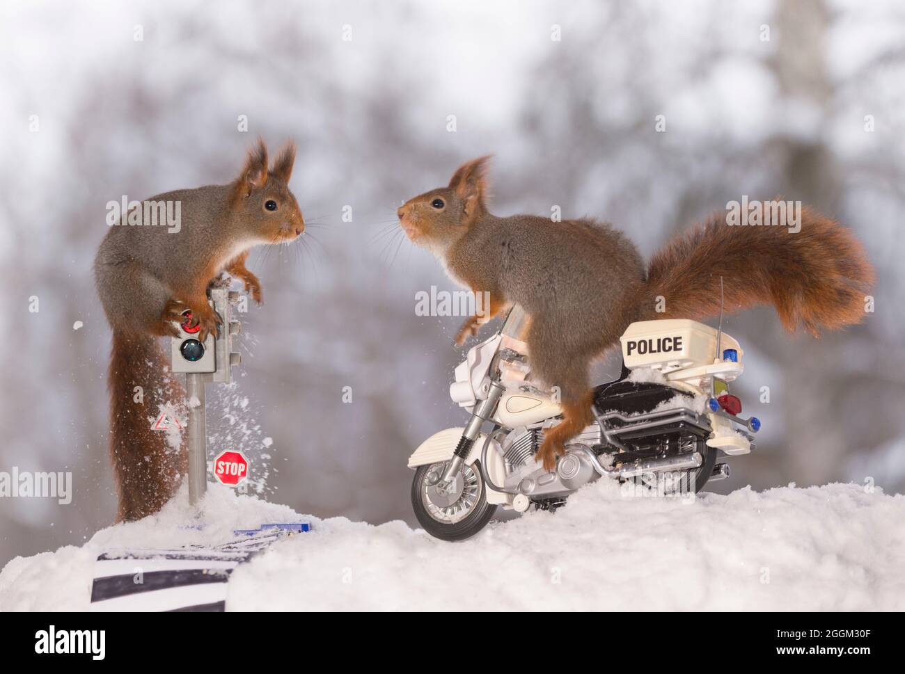 Gli scoiattoli rossi su un semaforo e su un motore di polizia Foto Stock